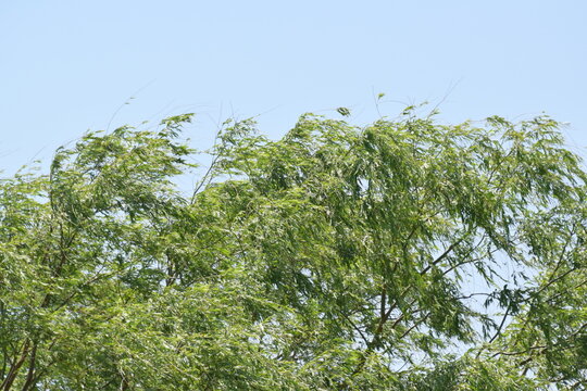 Weeping Willow Tree