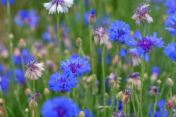 Fototapeta premium Blue wildflowers in bloom