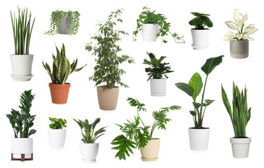 Obraz premium Different house plants in pots isolated on white, set