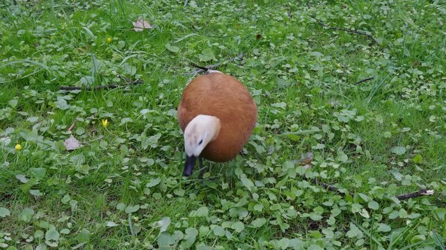 Orange Duck Grazing Green Clover Lawn, Closeup Lowangle Shot Of Ruddy Shelduck Feeding Quietly, Soft Natural Light, Intimate Wildlife Broll