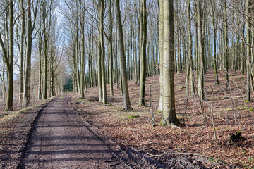 Obraz premium Landscape, path and bare trees in woods for travel environment, conservation and biodiversity. Forest, nature and woodland trail in countryside for eco tourism, natural ecosystem and empty branches