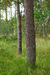 Fototapeta premium Tree, forest or bark with grass field in nature for climate change, moisture or humidity in woods. Empty, greenery and texture with natural growth or foliage for outdoor environment in wilderness