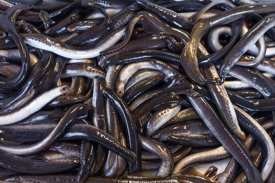  Live lamprey  (Petromyzontidae)  is sold in a fish store, Lampreys fishing on a river, Fishermen catch it in the cold season as a delicacy fish. Fresh seafood.