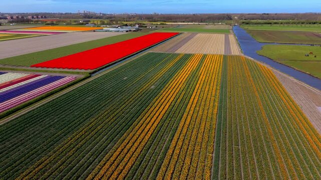 Aerial view of vast tulip fields in the Netherlands during spring. Vibrant colorful rows of blooming flowers create geometric patterns near a canal and farmhouses under a clear blue sky.