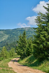 Obraz premium Background, mountain nature with forest landscape in green environment for scenic view of summer. Dirt road, hill and trees with scenery outdoor in natural habitat for getaway, holiday or path