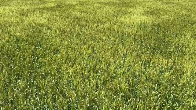 風が強く麦畑の穂が揺れ波のように揺れている動画