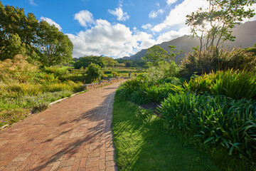 Obraz premium People, plants and trees with path in botanical garden for exploring, conservation or scenery. Flora, pathway and green environment in nature for tourist destination, sightseeing and sustainability