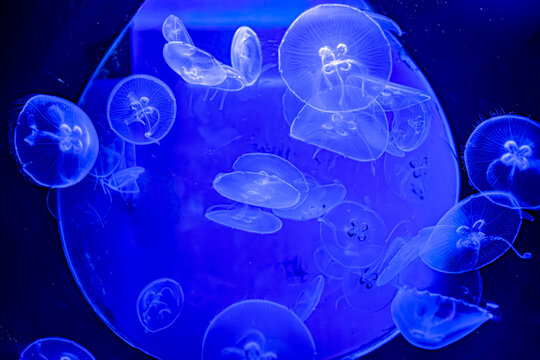 meduse 01 - meduse in acquario, monocromia di blu e azzurri