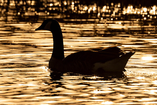 Silhouette einer Graugans im Wasser