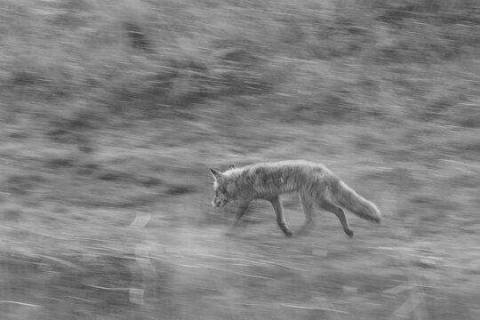 Fuchs in Bewegung, schwarz wei&szlig;