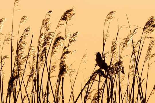 Schilfrohrs&auml;nger - Silhouette im Gegenlicht bei Sonnenaufgang oder Sonnenuntergang