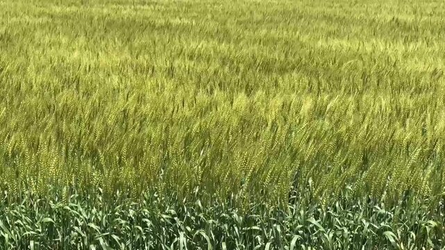 風が強く麦畑の穂が揺れ波のように揺れている動画