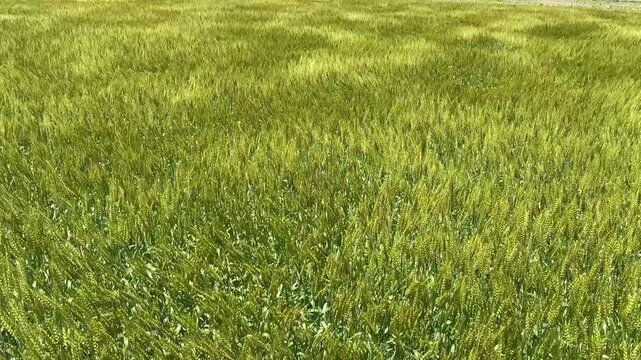 風が強く麦畑の穂が揺れ波のように揺れている動画
