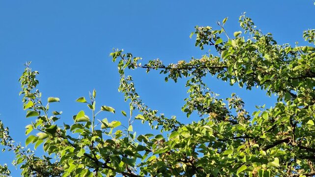 Pear branches with green leaves on a background of a clear blue sky. The crown of a fruit tree in the rays of the sun on a background of a bright sky. Tree, view from below up. Pear tree branches