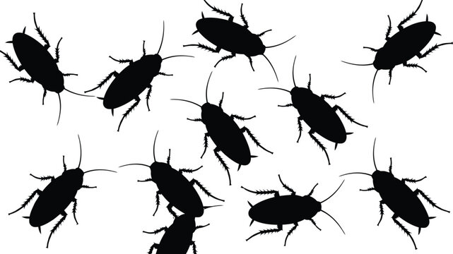 Cockroaches pattern silhouette,multiple insects, scattered across this studio shot, transparent background.