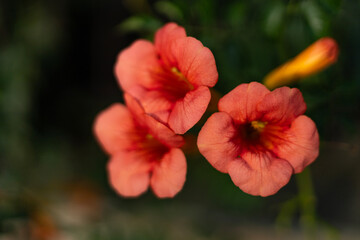 Obraz premium Trumpet Vine Flowers Bright Orange Petals Against Dark Garden Background