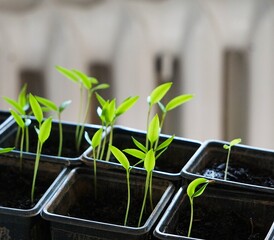 Małe plastikowe doniczki wypełnione ziemią podczas kiełkowania roślin w naturalnym świetle słonecznym. Wiosenny proces wzrostu młodych sadzonek ustawionych w rzędzie na stole. © Adam