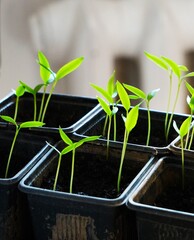 Małe plastikowe doniczki z ziemią ustawione na stole podczas kiełkowania roślin w promieniach słońca. Zbliżenie na młode sadzonki i wilgotną ziemię w domowych warunkach uprawy. © Adam