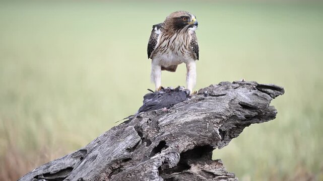 a powerful booted eagle in freedom on spain