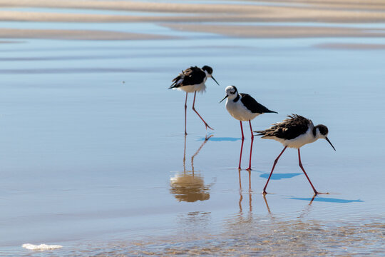 White-backed Stilt bird walking along the seashore in Tramanda&iacute;, Rio Grande do Sul, Brazil.	