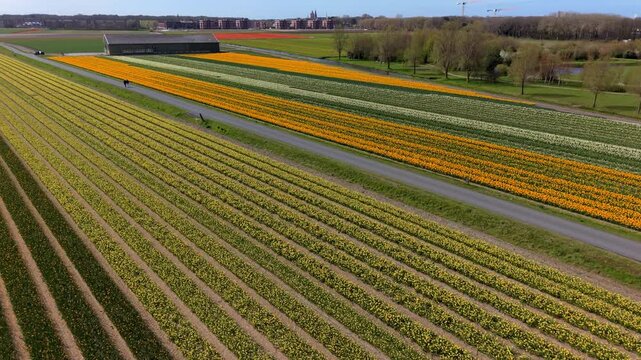 Aerial view of vibrant yellow and white flower fields in the Dutch countryside during spring. Scenic rows of blooming daffodils stretching toward the horizon under a clear blue sky.