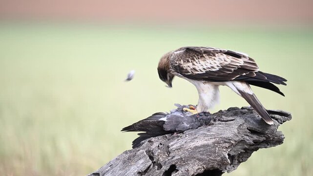 a powerful booted eagle in freedom on spain