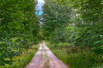 Obraz premium Outdoor, trail and trees with forest for foliage, sustainable environment and woodland. Woods, natural ecology and wilderness with summer, eco conservation and countryside scenery in reservation