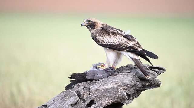 a powerful booted eagle in freedom on spain
