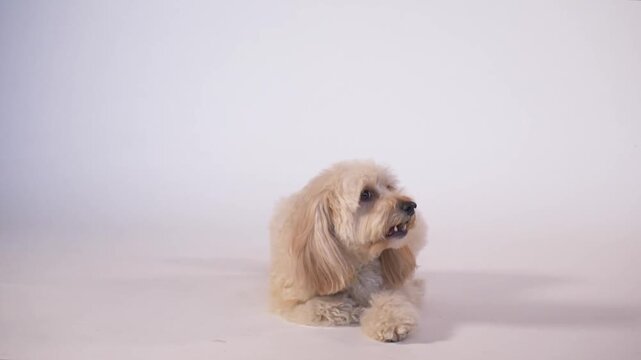 Small poodle dog lying down on white studio floor.