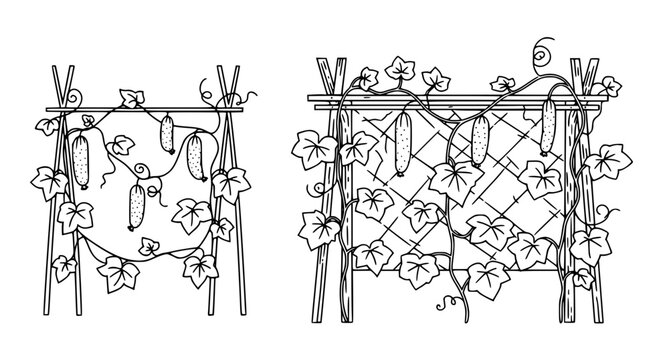 Cucumber plant growing on wooden trellis system illustration showing climbing vines with leaves and fruit in a garden setting isolated on a white background for agricultural design vector