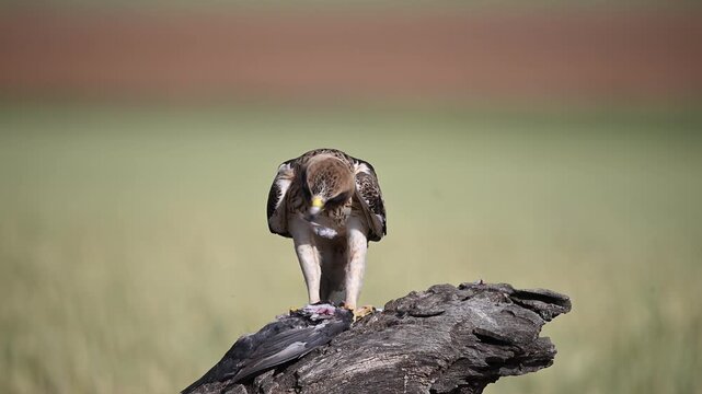 a powerful booted eagle in freedom on spain