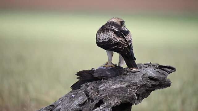 a powerful booted eagle in freedom on spain