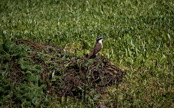 Photograph of a beautiful Great Kiskadee on the grass.	