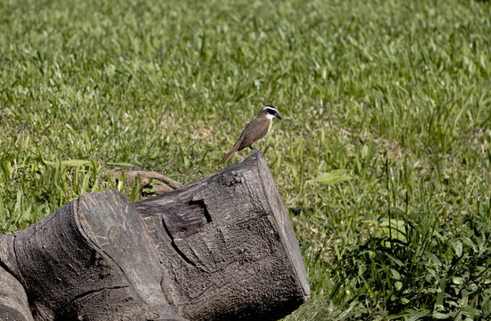 Photograph of a beautiful Great Kiskadee on the grass.	