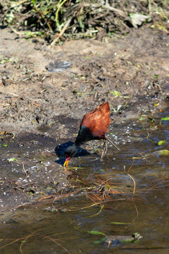 Wattled Jacana at Bra&ccedil;o Morto Lake &ndash; Wild Bird in Imb&eacute;, Rio Grande do Sul.	