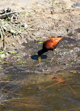 Wattled Jacana at Bra&ccedil;o Morto Lake &ndash; Wild Bird in Imb&eacute;, Rio Grande do Sul.	