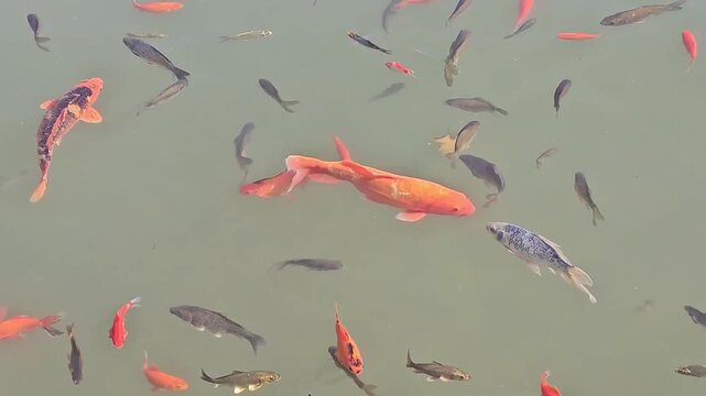 many colorful koi fish and goldfish swimming together in a murky pond water viewed from above