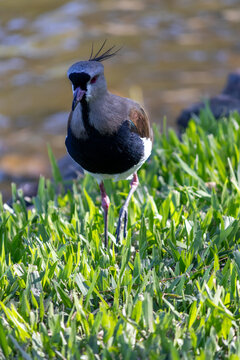 Photograph of a beautiful Southern lapwing, found in Lago da Fonte in Imb&eacute; in Rio Grande do Sul, Brazil.	