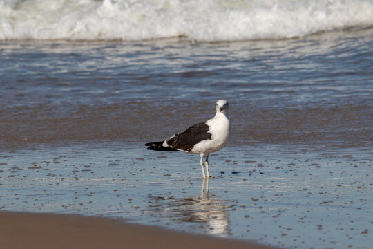 Seagull on Tramanda&iacute; Beach &ndash; Coastal Bird with the Ocean in the Background, Rio Grande do Sul	