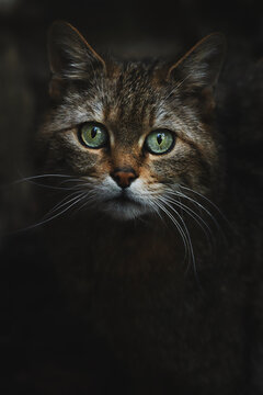 European wild cat (Felis silvestris) detail portrait