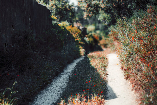 Shallow focus view along a rustic dirt path with red wildflowers, wooden edging, blurred greenery, and quiet rural garden atmosphere in warm natural light