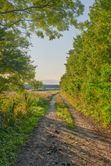 Obraz premium Background, nature and route with forest landscape in green environment for scenic view of summer. Dirt road, plants and trees with scenery outdoor in natural habitat for getaway, holiday or path