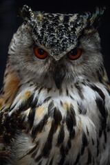 Obraz premium great horned owl