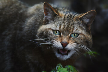 European wild cat (Felis silvestris) detail portrait © Sangur