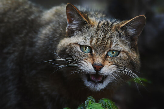 European wild cat (Felis silvestris) detail portrait