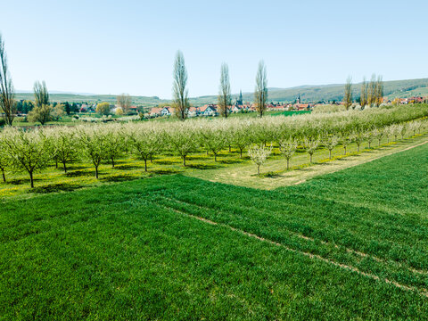 Dense flowering orchard canopy seen from above showing mix of pink and white blossoms, spring fruit tree plantation in full bloom aerial texture detail