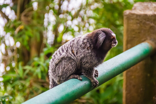 Marmoset up in a tree, Sugarloaf Mountain, Urca - Rio de Janeiro, Brazil