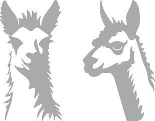 Fototapeta premium Llama and alpaca icon set in flat vector style. Collection of cute camelid animal illustrations with standing poses and detailed head designs isolated.