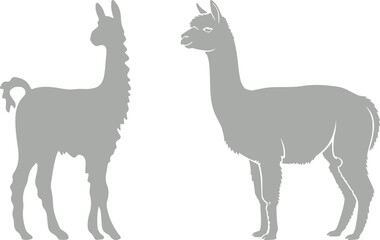 Fototapeta premium Llama and alpaca icon set in flat vector style. Collection of cute camelid animal illustrations with standing poses and detailed head designs isolated.