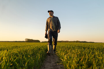 Fototapeta premium Farmer working with tablet in agriculture, walking through green wheat sprouts in field. Agricultural industry concept